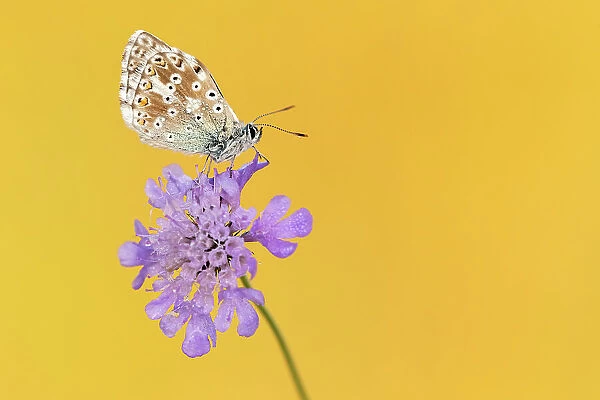 RF - Chalkhill blue butterfly (Lysandra coridon) male resting on Small scabious (Scabiosa columbaria). Somerset, England, UK. July 2019. (This image may be licensed either as rights managed or royalty free.)