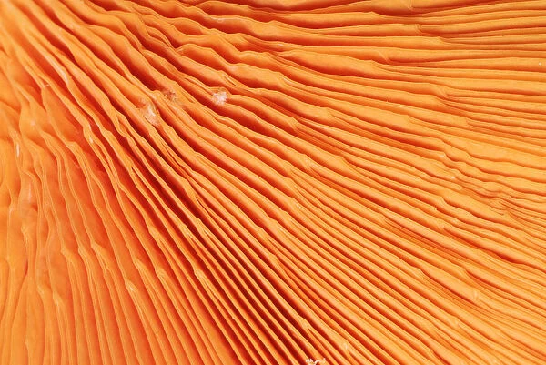 RF- Chanterelle mushroom (Cantharellus cibarius), gill detail