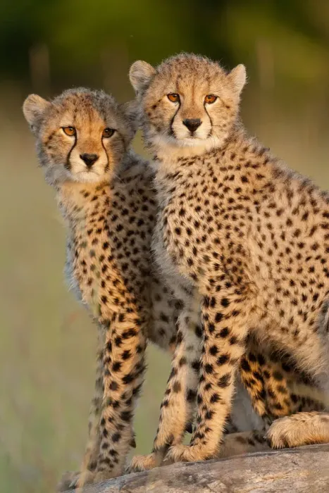 Framed Print : RF- Cheetah (Acinonyx jubatus) cubs aged 6 months, Masai-Mara Game Reserve, Kenya Framed Print : RF- Cheetah (Acinonyx jubatus) cubs aged 6 months, Masai-Mara Game Reserve, Kenya