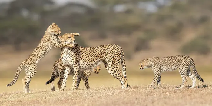Framed Print : RF - Cheetah (Acinonyx jubatus) female playing with three cubs (age around 5 months) Ngorongoro Conservation Area, Tanzania. (This image may be licensed either as rights managed or royalty free.) Framed Print : RF - Cheetah (Acinonyx jubatus) female playing with three cubs (age around 5 months) Ngorongoro Conservation Area, Tanzania. (This image may be licensed either as rights managed or royalty free.)