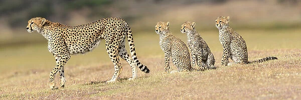 RF - Cheetah (Acinonyx jubatus) playing with three cubs. Serengeti  /  Ngorongoro Conservation Area, Tanzania. (This image may be licensed either as rights managed or royalty free.)