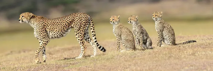 Framed Print : RF - Cheetah (Acinonyx jubatus) playing with three cubs. Serengeti / Ngorongoro Conservation Area, Tanzania. (This image may be licensed either as rights managed or royalty free.) Framed Print : RF - Cheetah (Acinonyx jubatus) playing with three cubs. Serengeti / Ngorongoro Conservation Area, Tanzania. (This image may be licensed either as rights managed or royalty free.)