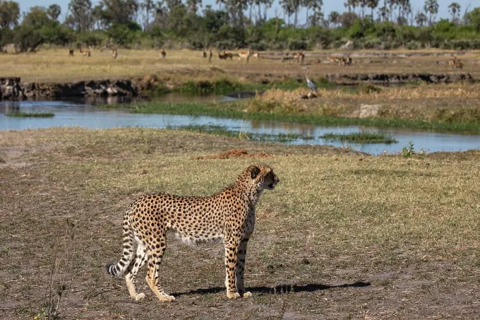 Framed Print : RF - Cheetah (Acinonyx jubatus) standing alert, Okavango Delta, Botswana. (This image may be licensed either as rights managed or royalty free.) Framed Print : RF - Cheetah (Acinonyx jubatus) standing alert, Okavango Delta, Botswana. (This image may be licensed either as rights managed or royalty free.)