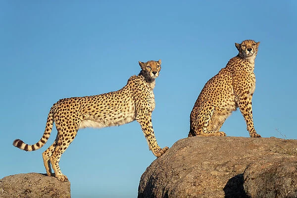 RF - Two Cheetahs (Acinonyx jubatus) standing and sitting on rocks against blue sky, Spain. Captive. (This image may be licensed either as rights managed or royalty free. )