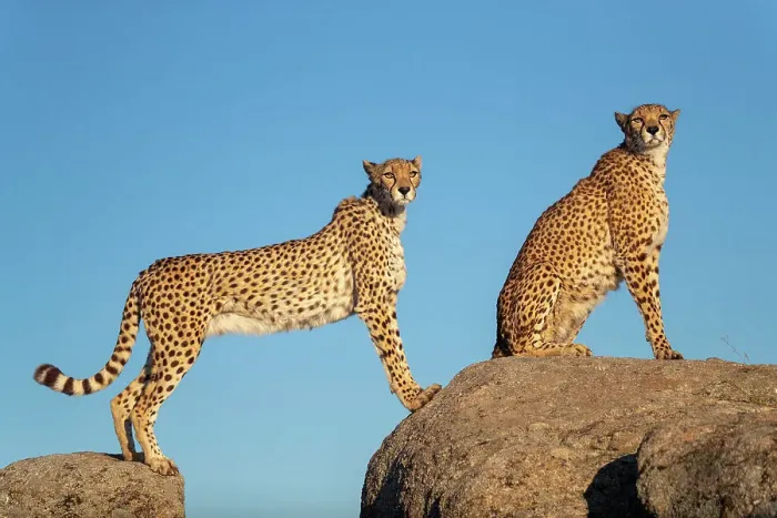 Framed Print : RF - Two Cheetahs (Acinonyx jubatus) standing and sitting on rocks against blue sky, Spain. Captive. (This image may be licensed either as rights managed or royalty free. ) Framed Print : RF - Two Cheetahs (Acinonyx jubatus) standing and sitting on rocks against blue sky, Spain. Captive. (This image may be licensed either as rights managed or royalty free. )