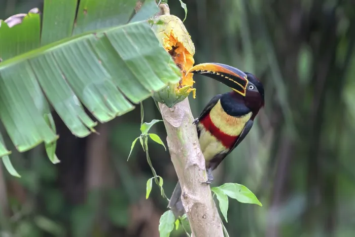Framed Print : RF - Chestnut-eared aracari (Pteroglossus castanotis) feeding on papaya in a papaya plantation, Aguaisal, El Beni, Bolivia Framed Print : RF - Chestnut-eared aracari (Pteroglossus castanotis) feeding on papaya in a papaya plantation, Aguaisal, El Beni, Bolivia