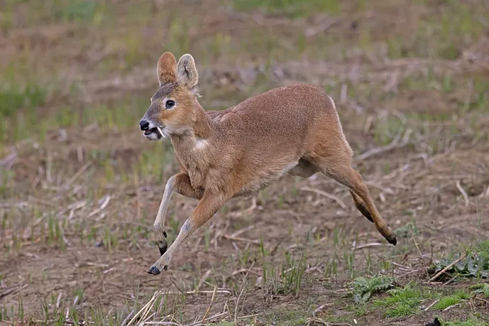 Framed Print : RF - Chinese water deer (Hydropotes inermis) male, running, Cley, Norfolk, UK. April. (This image may be licensed either as rights managed or royalty free.) Framed Print : RF - Chinese water deer (Hydropotes inermis) male, running, Cley, Norfolk, UK. April. (This image may be licensed either as rights managed or royalty free.)