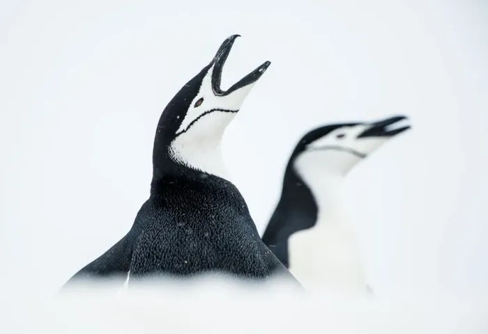 Framed Print : RF - Chinstrap Penguins (Pygoscelis antarcticus) once calling, South Shetland Islands Framed Print : RF - Chinstrap Penguins (Pygoscelis antarcticus) once calling, South Shetland Islands