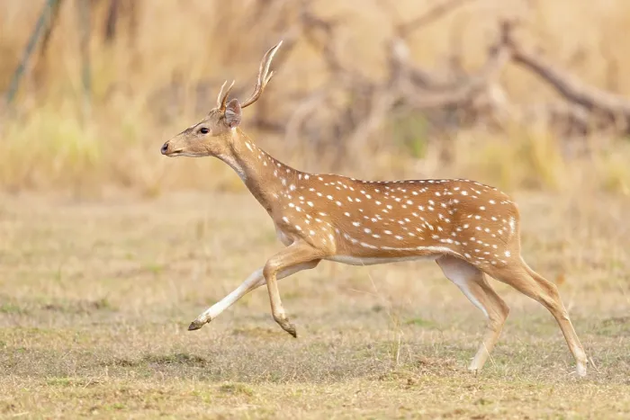 Framed Print : RF - Chital / Spotted deer (Axis axis) running, Tadoba Andhari Tiger Reserve, Chandrapur district, Maharashtra Framed Print : RF - Chital / Spotted deer (Axis axis) running, Tadoba Andhari Tiger Reserve, Chandrapur district, Maharashtra