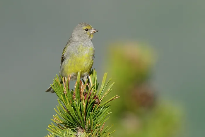 Framed Print : RF - Citril finch (Carduelis citrinella) perched on a Pine (Pinus sp.) tree, Pyrenees, Spain. May. (This image may be licensed either as rights managed or royalty free.)