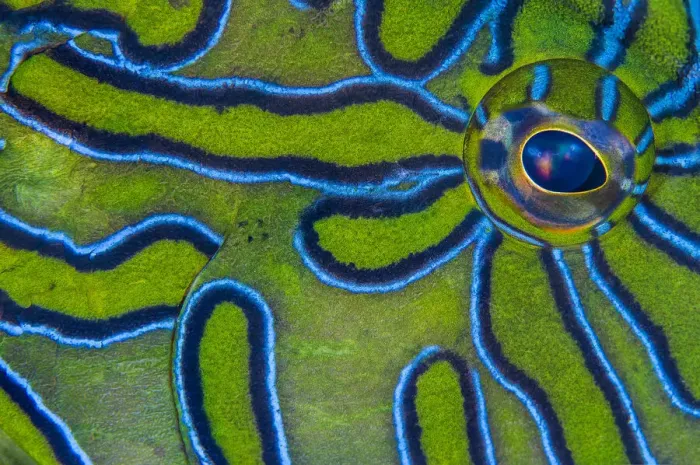 Framed Print : RF - Close up detail of the eye and skin pattern of a Giant hawkfish (Cirrhitus rivulatus Framed Print : RF - Close up detail of the eye and skin pattern of a Giant hawkfish (Cirrhitus rivulatus