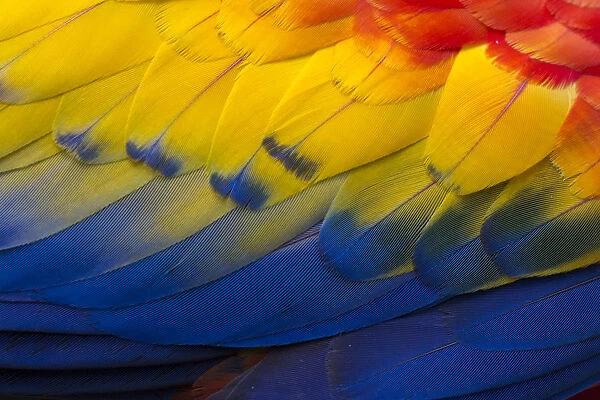 RF - Close up of feathers of a Scarlet Macaw (Ara macao) Osa Peninsula, Costa Rica