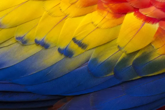 Framed Print : RF - Close up of feathers of a Scarlet Macaw (Ara macao) Osa Peninsula, Costa Rica Framed Print : RF - Close up of feathers of a Scarlet Macaw (Ara macao) Osa Peninsula, Costa Rica