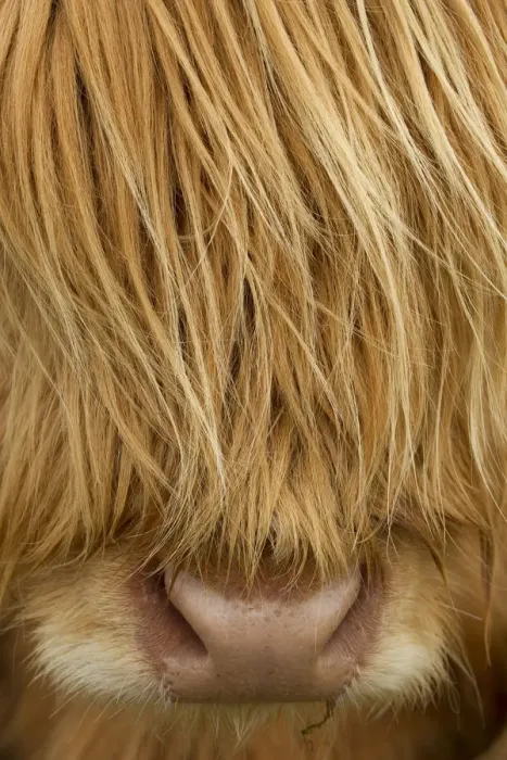 Framed Print : RF- Close-up of Highland cow (Bos taurus) showing thick insulating hair covering face Framed Print : RF- Close-up of Highland cow (Bos taurus) showing thick insulating hair covering face