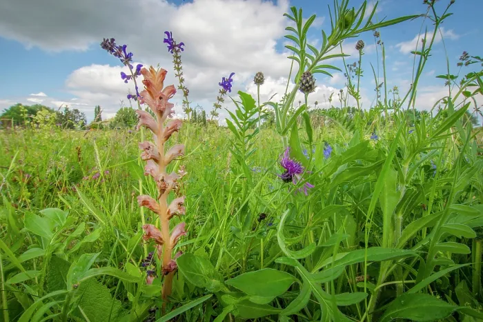 Framed Print : RF - Clove-scented broomrape (Orobanche caryophyllacea) flowering, Nijmegen, The Netherlands. May. (This image may be licensed either as rights managed or royalty free.)