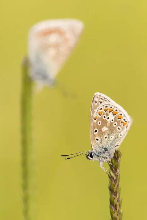 Framed Print : RF - Common blue butterflies (Polyommatus icarus) resting on a backlit grass, evening light Framed Print : RF - Common blue butterflies (Polyommatus icarus) resting on a backlit grass, evening light