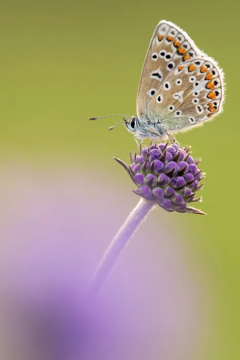 Framed Print : RF - Common blue butterfly (Polyommatus icarus) female, resting on Devil's bit scabious (Succisa pratensis), Vealand Farm, Devon, England, UK. August Framed Print : RF - Common blue butterfly (Polyommatus icarus) female, resting on Devil's bit scabious (Succisa pratensis), Vealand Farm, Devon, England, UK. August