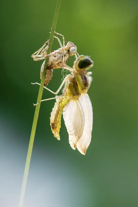 Framed Print : RF - Common darter dragonfly (sympetrum striolatum) emerging from its exoskeleton, backlit in early morning sunlight, Broxwater, Cornwall, England, UK. June Framed Print : RF - Common darter dragonfly (sympetrum striolatum) emerging from its exoskeleton, backlit in early morning sunlight, Broxwater, Cornwall, England, UK. June