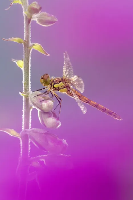 Framed Print : RF - Common darter dragonfly (Sympetrum striolatum) resting on Foxglove (Digitalis purpurea) with dew droplets on wings. Cornwall, England, UK. June. (This image may be licensed either as rights managed or royalty free. ) Framed Print : RF - Common darter dragonfly (Sympetrum striolatum) resting on Foxglove (Digitalis purpurea) with dew droplets on wings. Cornwall, England, UK. June. (This image may be licensed either as rights managed or royalty free. )