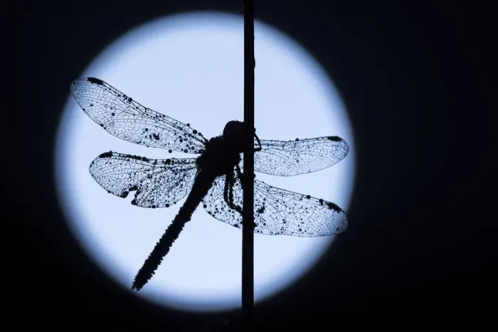 Framed Print : RF - Common darter dragonfly (Sympetrum striolatum) resting on reed, silhouetted against the moon Framed Print : RF - Common darter dragonfly (Sympetrum striolatum) resting on reed, silhouetted against the moon