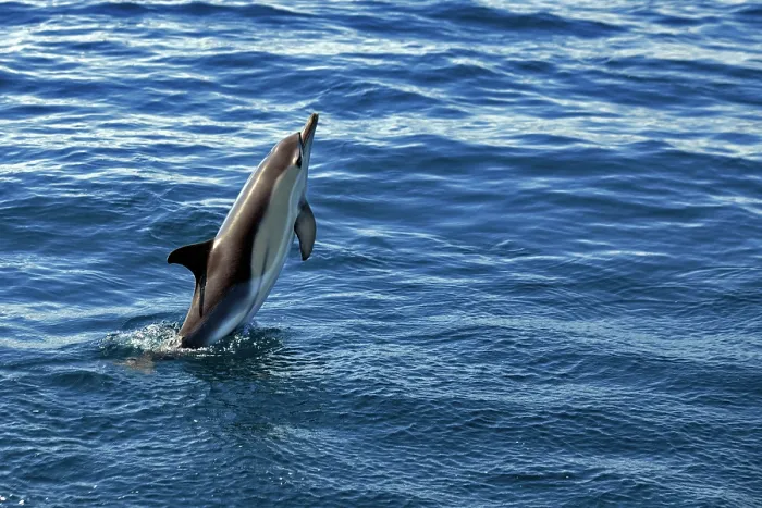 Framed Print : RF - Common dolphin (Delphinus delphis) leaping out of the ocean, Tenerife, Canary Islands, Atlantic Ocean. (This image may be licensed either as rights managed or royalty free.) Framed Print : RF - Common dolphin (Delphinus delphis) leaping out of the ocean, Tenerife, Canary Islands, Atlantic Ocean. (This image may be licensed either as rights managed or royalty free.)