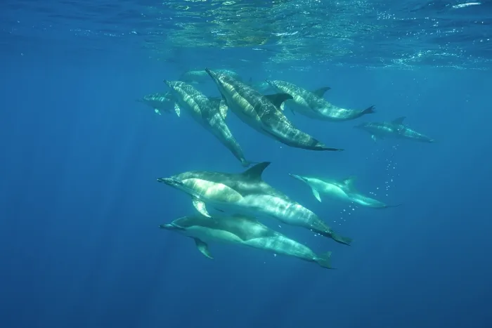 Framed Print : RF - Common dolphins (Delphinus delphis) pod, Horta island, Azores, Atlantic Ocean. (This image may be licensed either as rights managed or royalty free.) Framed Print : RF - Common dolphins (Delphinus delphis) pod, Horta island, Azores, Atlantic Ocean. (This image may be licensed either as rights managed or royalty free.)