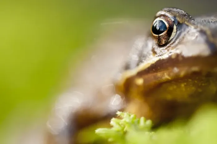 Framed Print : RF- Common frog (Rana temporaria) portrait, Cornwall, UK, January Framed Print : RF- Common frog (Rana temporaria) portrait, Cornwall, UK, January