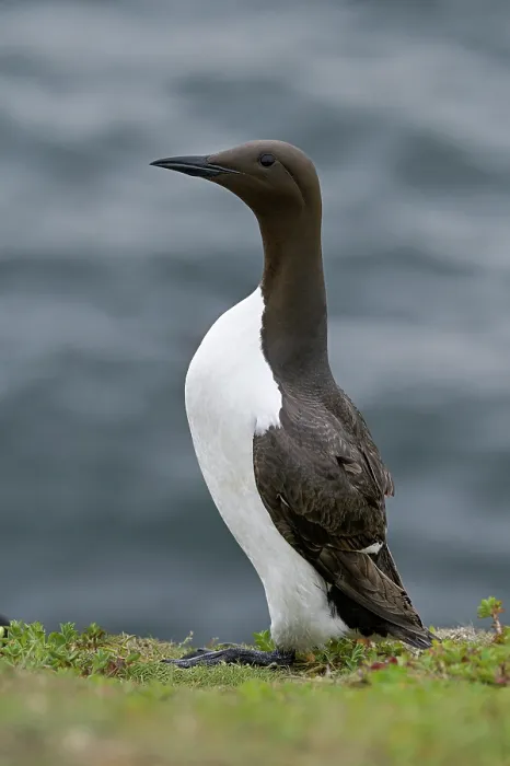 Framed Print : RF - Common guillemot (Uria aalge) on sea cliff, portrait, Great Saltee Island, County Wexford, Republic of Ireland. June Framed Print : RF - Common guillemot (Uria aalge) on sea cliff, portrait, Great Saltee Island, County Wexford, Republic of Ireland. June