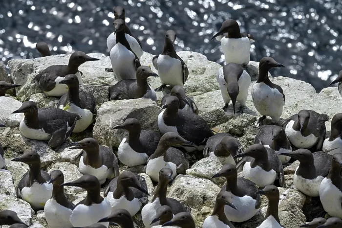 Framed Print : RF - Common guillemots (Uria aalge) colony on sea cliff, Great Saltee Island, County Wexford, Republic of Ireland, June Framed Print : RF - Common guillemots (Uria aalge) colony on sea cliff, Great Saltee Island, County Wexford, Republic of Ireland, June