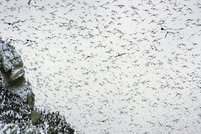 Framed Print : RF - Common guillemots (Uria aalge) flock, mass landing on the island for the first time after months on the sea during winter Framed Print : RF - Common guillemots (Uria aalge) flock, mass landing on the island for the first time after months on the sea during winter