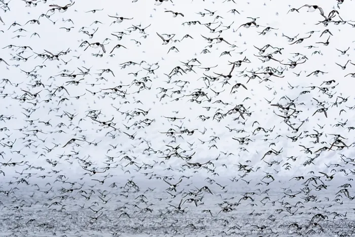 Framed Print : RF - Common guillemots (Uria aalge) flock flying around the island preparing for a mass landing, Hornoya, Varanger, Finnmark, Norway. March Framed Print : RF - Common guillemots (Uria aalge) flock flying around the island preparing for a mass landing, Hornoya, Varanger, Finnmark, Norway. March