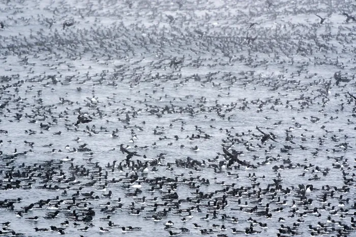 Framed Print : RF - Common guillemots (Uria aalge) flock in large masses on the sea waiting and preparing for a mass landing, Hornoya, Varanger, Finnmark, Norway. March Framed Print : RF - Common guillemots (Uria aalge) flock in large masses on the sea waiting and preparing for a mass landing, Hornoya, Varanger, Finnmark, Norway. March