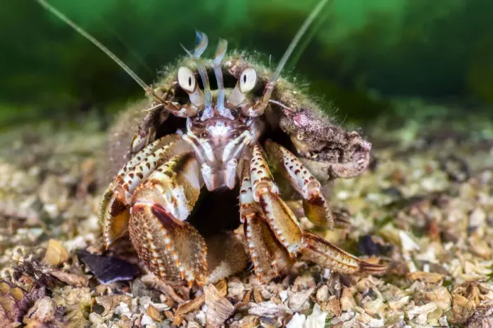 Framed Print : RF - Common hermit crab (Pagurus bernhardus) scuttles over the seabed