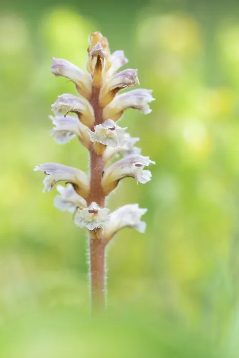 Framed Print : RF - Common / Lesser Broomrape (Orobanche minor) in flower, Nijmegen, The Netherlands. May. (This image may be licensed either as rights managed or royalty free.) Framed Print : RF - Common / Lesser Broomrape (Orobanche minor) in flower, Nijmegen, The Netherlands. May. (This image may be licensed either as rights managed or royalty free.)