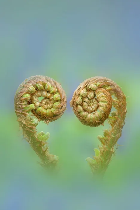 Framed Print : RF - Common male fern (Dryopteris filix-mas) unfurling fronds, Gosford Forest Park, County Armagh, Northern Ireland, UK Framed Print : RF - Common male fern (Dryopteris filix-mas) unfurling fronds, Gosford Forest Park, County Armagh, Northern Ireland, UK