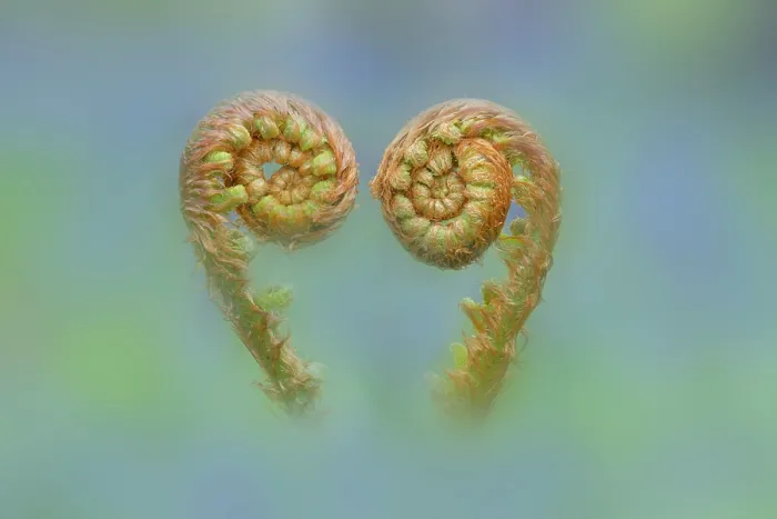 Framed Print : RF - Common male fern (Dryopteris filix-mas) unfurling fronds, Gosford Forest Park, County Armagh, Northern Ireland, UK Framed Print : RF - Common male fern (Dryopteris filix-mas) unfurling fronds, Gosford Forest Park, County Armagh, Northern Ireland, UK