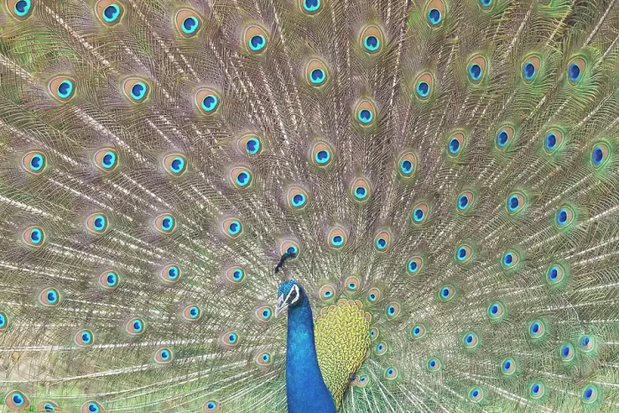 Framed Print : RF - Common peafowl (Pavo cristatus) male, displaying plumage, Tadoba Andhari Tiger Reserve, Chandrapur district, Maharashtra, India Framed Print : RF - Common peafowl (Pavo cristatus) male, displaying plumage, Tadoba Andhari Tiger Reserve, Chandrapur district, Maharashtra, India