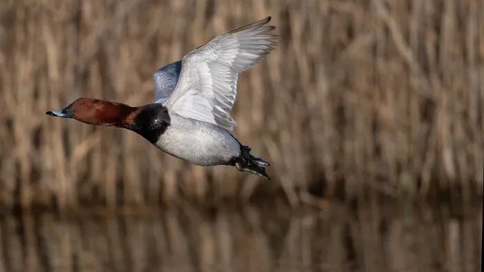 Framed Print : RF - Common pochard (Aythya ferina) male, in flight over pond with reedbeds in background, Kruibeekse Polder, Belgium. April Framed Print : RF - Common pochard (Aythya ferina) male, in flight over pond with reedbeds in background, Kruibeekse Polder, Belgium. April
