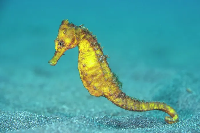 Framed Print : RF - Common seahorse (Hippocampus kuda) female, portrait, Bitung, North Sulawesi, Indonesia, Lembeh Strait, Molucca Sea Framed Print : RF - Common seahorse (Hippocampus kuda) female, portrait, Bitung, North Sulawesi, Indonesia, Lembeh Strait, Molucca Sea