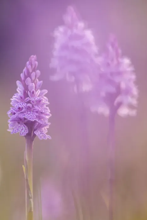 Framed Print : RF - Common spotted orchids (Dactylorhiza fuchsii), Volehouse nature reserve, Devon, UK, June Framed Print : RF - Common spotted orchids (Dactylorhiza fuchsii), Volehouse nature reserve, Devon, UK, June