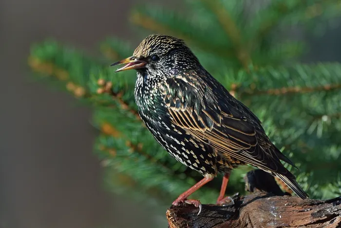 Framed Print : RF - Common starling (Sturnus vulgaris) perched on a branch, Vendee, France. January. (This image may be licensed either as rights managed or royalty free.) Framed Print : RF - Common starling (Sturnus vulgaris) perched on a branch, Vendee, France. January. (This image may be licensed either as rights managed or royalty free.)