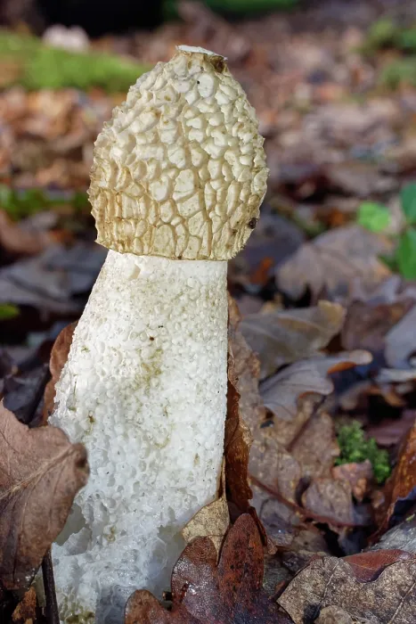 Framed Print : RF - Common stinkhorn fungus (Phallus impudicus) fruiting on a woodland floor, New Forest, Hampshire, England, UK. November Framed Print : RF - Common stinkhorn fungus (Phallus impudicus) fruiting on a woodland floor, New Forest, Hampshire, England, UK. November