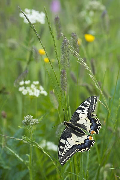 RF - Common swallowtail butterfly (Papilio machaon) Aosta Valley, Gran Paradiso National Park