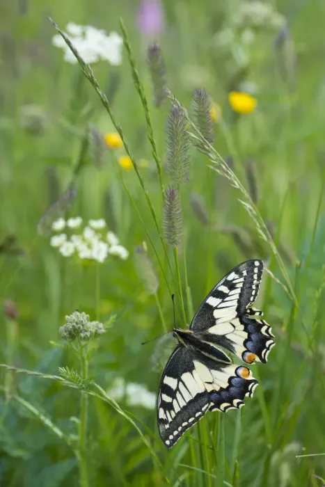 Framed Print : RF - Common swallowtail butterfly (Papilio machaon) Aosta Valley, Gran Paradiso National Park Framed Print : RF - Common swallowtail butterfly (Papilio machaon) Aosta Valley, Gran Paradiso National Park