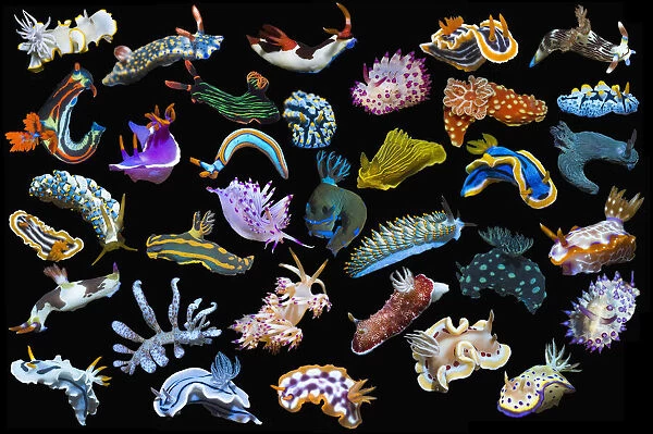 RF - Composite image of tropical nudibranchs on a black background showing variety and abundance of nudibranch species, Indo-Pacific (This image may be licensed either as rights managed or royalty free. )