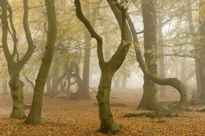 Framed Print : RF- Contorted trunks of Beech trees (Fagus sylvatica) in autumn mist. Beacon Hill Country Park