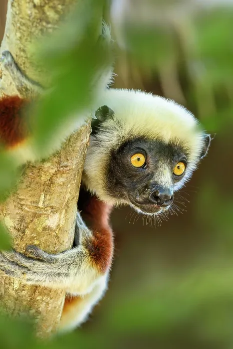 Framed Print : RF - Coquerel's sifaka (Propithecus coquereli) female, peering our from forest understorey, Anjajavy Private Reserve, north west Madagascar. Critically endangered Framed Print : RF - Coquerel's sifaka (Propithecus coquereli) female, peering our from forest understorey, Anjajavy Private Reserve, north west Madagascar. Critically endangered