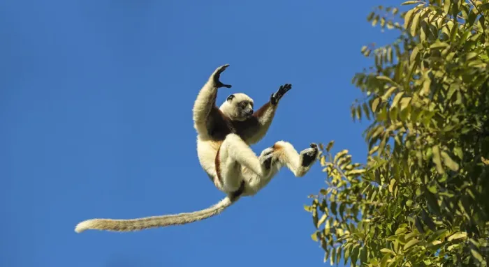 Framed Print : RF - Coquerels sifaka (Propithecus coquereli) jumping, Anjajavy Private Reserve Framed Print : RF - Coquerels sifaka (Propithecus coquereli) jumping, Anjajavy Private Reserve
