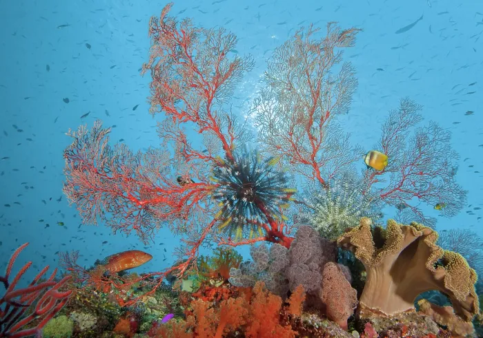 Framed Print : RF - Coral reef scene with Gorgonian sea fan (Melithaea sp.), Feather stars (Crinoidea), Saddle grouper (Cephalopholis sexmaculata) and Blacklip butterflyfish (Chaetodon kleinii) Framed Print : RF - Coral reef scene with Gorgonian sea fan (Melithaea sp.), Feather stars (Crinoidea), Saddle grouper (Cephalopholis sexmaculata) and Blacklip butterflyfish (Chaetodon kleinii)