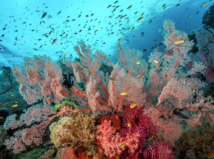 Framed Print : RF - Coral reef scene with Sea fans (Melithaea sp.) and (Echinogorgia sp.), soft corals (Dendronephthya sp.) and (Umbellulifera sp.) and Threadfin anthias (Pseudanthias huchti) Framed Print : RF - Coral reef scene with Sea fans (Melithaea sp.) and (Echinogorgia sp.), soft corals (Dendronephthya sp.) and (Umbellulifera sp.) and Threadfin anthias (Pseudanthias huchti)
